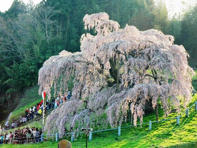 🌸 야마타카 진다이 자쿠라 이미지 8